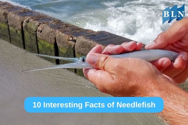 10 Interesting Facts of Needlefish